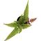 Show in main carousel: ReptiFauna Assorted Fern Tropical Plant, 2-in Pot, 3 count slide 6 of 10