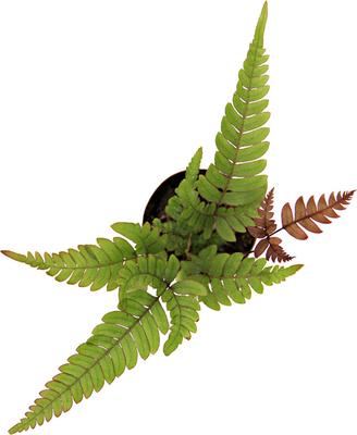 Show full view: ReptiFauna Assorted Fern Tropical Plant, 2-in Pot, 3 count slide 6 of 10