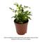 Show in main carousel: ReptiFauna Assorted Fern Tropical Plant, 2-in Pot, 3 count slide 2 of 10