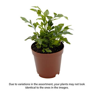 Show full view: ReptiFauna Assorted Fern Tropical Plant, 2-in Pot, 3 count slide 2 of 10