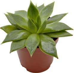 ReptiFauna Assorted Echeveria Desert Plant, 2-in Pot, 3 count slide 2 of 9