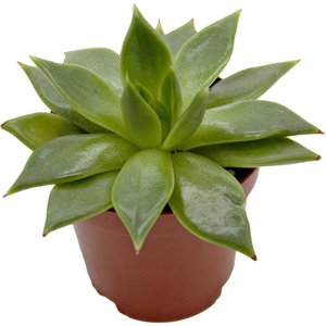 ReptiFauna Assorted Echeveria Desert Plant, 2-in Pot, 3 count