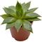 Show in main carousel: ReptiFauna Assorted Echeveria Desert Plant, 2-in Pot, 3 count slide 9 of 10