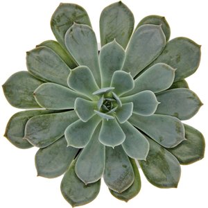 ReptiFauna Assorted Echeveria Desert Plant, 2-in Pot, 3 count