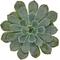 Show in main carousel: ReptiFauna Assorted Echeveria Desert Plant, 2-in Pot, 3 count slide 8 of 10
