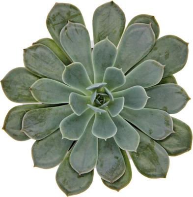 Show full view: ReptiFauna Assorted Echeveria Desert Plant, 2-in Pot, 3 count slide 8 of 10