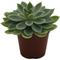 Show in main carousel: ReptiFauna Assorted Echeveria Desert Plant, 2-in Pot, 3 count slide 5 of 10