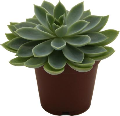Show full view: ReptiFauna Assorted Echeveria Desert Plant, 2-in Pot, 3 count slide 5 of 10