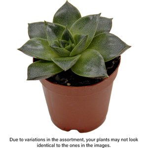 ReptiFauna Assorted Echeveria Desert Plant, 2-in Pot, 3 count