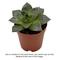 Show in main carousel: ReptiFauna Assorted Echeveria Desert Plant, 2-in Pot, 3 count slide 2 of 10