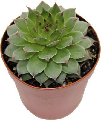Show full view: ReptiFauna Assorted Sempervivum Desert Plant, 2-in Pot, 3 count slide 9 of 9