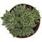 Show in main carousel: ReptiFauna Assorted Sempervivum Desert Plant, 2-in Pot, 3 count slide 8 of 9