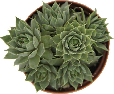 Show full view: ReptiFauna Assorted Sempervivum Desert Plant, 2-in Pot, 3 count slide 8 of 9