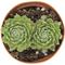 Show in main carousel: ReptiFauna Assorted Sempervivum Desert Plant, 2-in Pot, 3 count slide 4 of 9