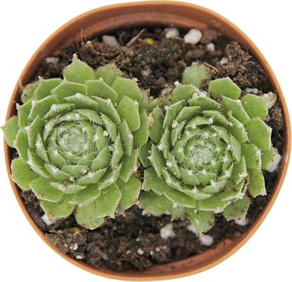 Show full view: ReptiFauna Assorted Sempervivum Desert Plant, 2-in Pot, 3 count slide 4 of 9