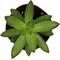 Show in main carousel: ReptiFauna Assorted Sedum Desert Plant, 2-in Pot, 3 count slide 8 of 10