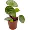 Show in main carousel: ReptiFauna Assorted Peperomia Tropical Plant, 2-in Pot, 3 count slide 7 of 9