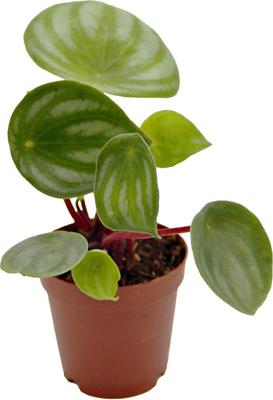 Show full view: ReptiFauna Assorted Peperomia Tropical Plant, 2-in Pot, 3 count slide 7 of 9
