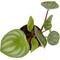 Show in main carousel: ReptiFauna Assorted Peperomia Tropical Plant, 2-in Pot, 3 count slide 8 of 9
