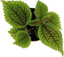 ReptiFauna Pilea Moon Valley Tropical Plant, 2-in Pot, 3 count slide 2 of 6