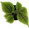 Show in main carousel: ReptiFauna Pilea Moon Valley Tropical Plant, 2-in Pot, 3 count slide 6 of 7