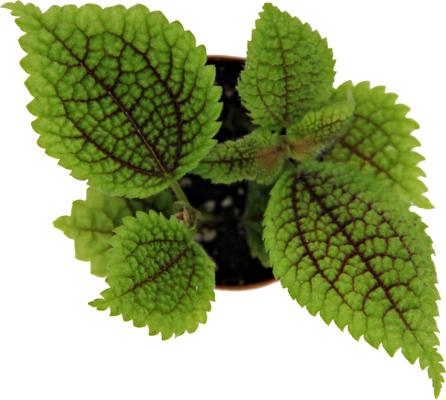 Show full view: ReptiFauna Pilea Moon Valley Tropical Plant, 2-in Pot, 3 count slide 6 of 7