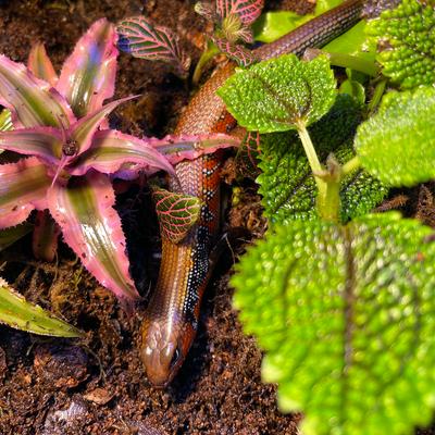 Show full view: ReptiFauna Pilea Moon Valley Tropical Plant, 2-in Pot, 3 count slide 4 of 7