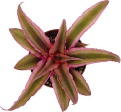 ReptiFauna Assorted Cryptanthus Tropical Plant, 2-in Pot, 3 count slide 2 of 8