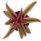 Show in main carousel: ReptiFauna Assorted Cryptanthus Tropical Plant, 2-in Pot, 3 count slide 8 of 9