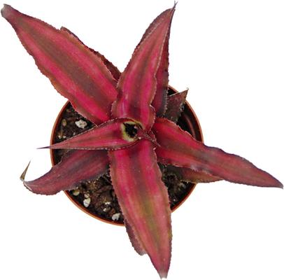 Show full view: ReptiFauna Assorted Cryptanthus Tropical Plant, 2-in Pot, 3 count slide 4 of 9
