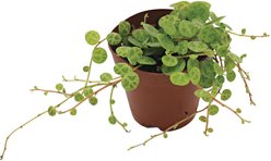 ReptiFauna String of Turtles Peperomia Tropical Plant, 2-in Pot, 3 count slide 2 of 6