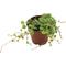 Show in main carousel: ReptiFauna String of Turtles Peperomia Tropical Plant, 2-in Pot, 3 count slide 6 of 7