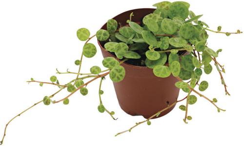 Show full view: ReptiFauna String of Turtles Peperomia Tropical Plant, 2-in Pot, 3 count slide 6 of 7