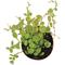 Show in main carousel: ReptiFauna String of Turtles Peperomia Tropical Plant, 2-in Pot, 3 count slide 5 of 7