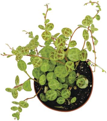 Show full view: ReptiFauna String of Turtles Peperomia Tropical Plant, 2-in Pot, 3 count slide 5 of 7
