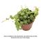Show in main carousel: ReptiFauna String of Turtles Peperomia Tropical Plant, 2-in Pot, 3 count slide 2 of 7