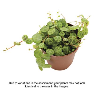 Show full view: ReptiFauna String of Turtles Peperomia Tropical Plant, 2-in Pot, 3 count slide 2 of 7