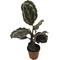Show in main carousel: ReptiFauna Assorted Calathea Tropical Plant, 2-in Pot, 3 count slide 8 of 9