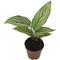 Show in main carousel: ReptiFauna Assorted Calathea Tropical Plant, 2-in Pot, 3 count slide 6 of 9