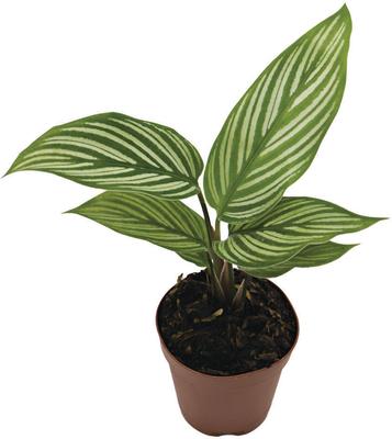 Show full view: ReptiFauna Assorted Calathea Tropical Plant, 2-in Pot, 3 count slide 6 of 9