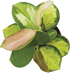 ReptiFauna Assorted Hoya Tropical Plant, 2-in Pot, 3 count slide 2 of 9