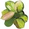 Show in main carousel: ReptiFauna Assorted Hoya Tropical Plant, 2-in Pot, 3 count slide 7 of 10
