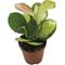 Show in main carousel: ReptiFauna Assorted Hoya Tropical Plant, 2-in Pot, 3 count slide 6 of 10