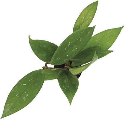 Show full view: ReptiFauna Assorted Hoya Tropical Plant, 2-in Pot, 3 count slide 3 of 10