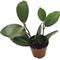 Show in main carousel: ReptiFauna Assorted Hoya Tropical Plant, 2-in Pot, 3 count slide 8 of 10