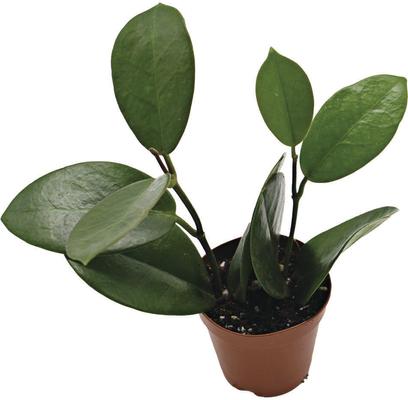 Show full view: ReptiFauna Assorted Hoya Tropical Plant, 2-in Pot, 3 count slide 8 of 10