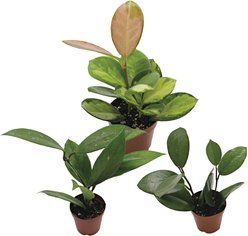 ReptiFauna Assorted Hoya Tropical Plant, 2-in Pot, 3 count