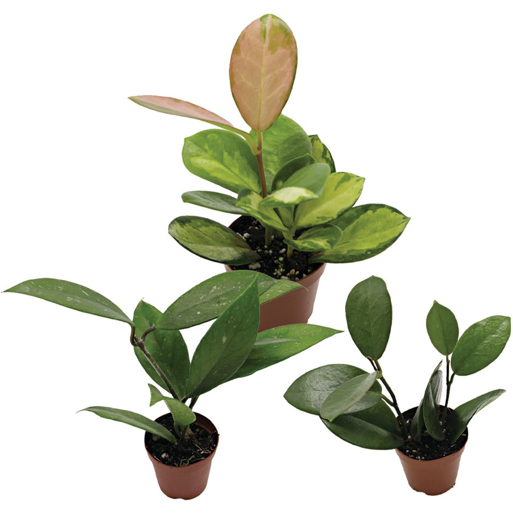 ReptiFauna Assorted Hoya Tropical Plant, 2-in Pot, 3 count