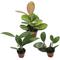 Show in main carousel: ReptiFauna Assorted Hoya Tropical Plant, 2-in Pot, 3 count slide 1 of 10