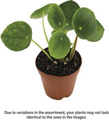 ReptiFauna Chinese Money Plant Tropical Plant, 2-in Pot, 3 count slide 2 of 6